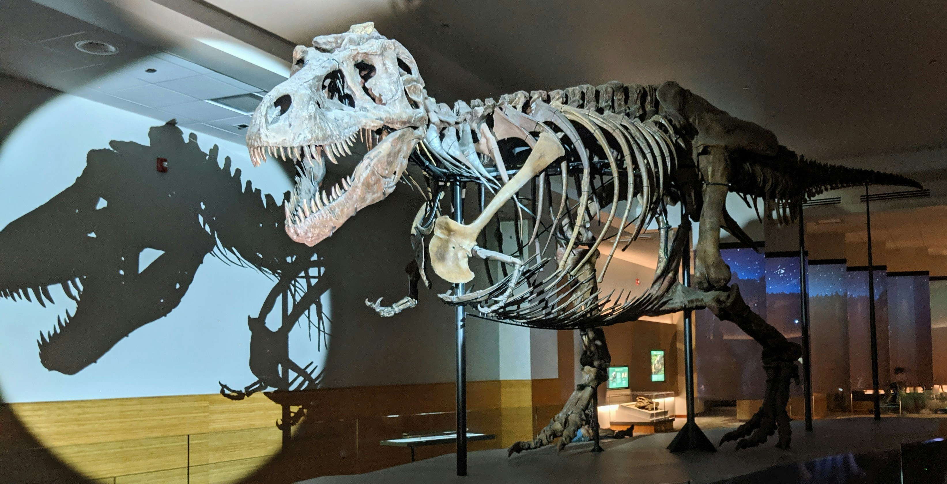 Fukui Prefectural Dinosaur Museum