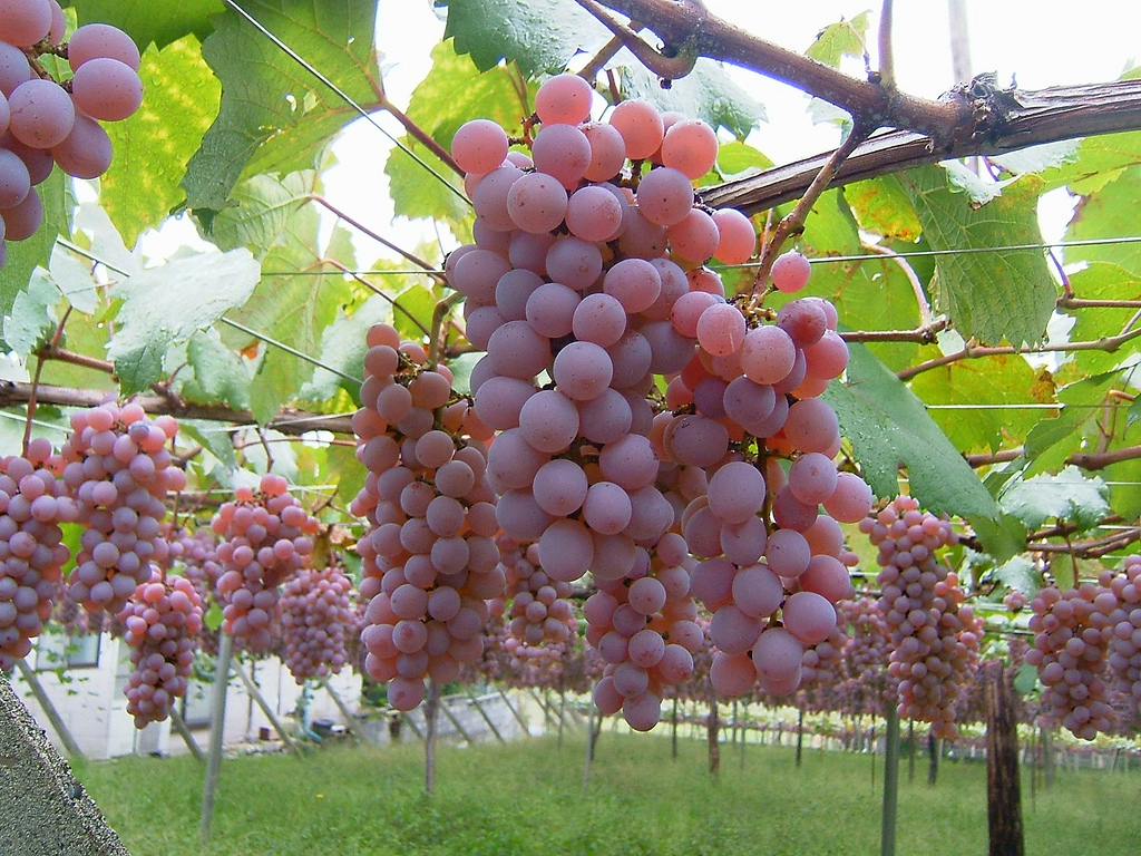 Katsunuma Wine Valley