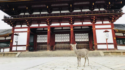 Kashihara