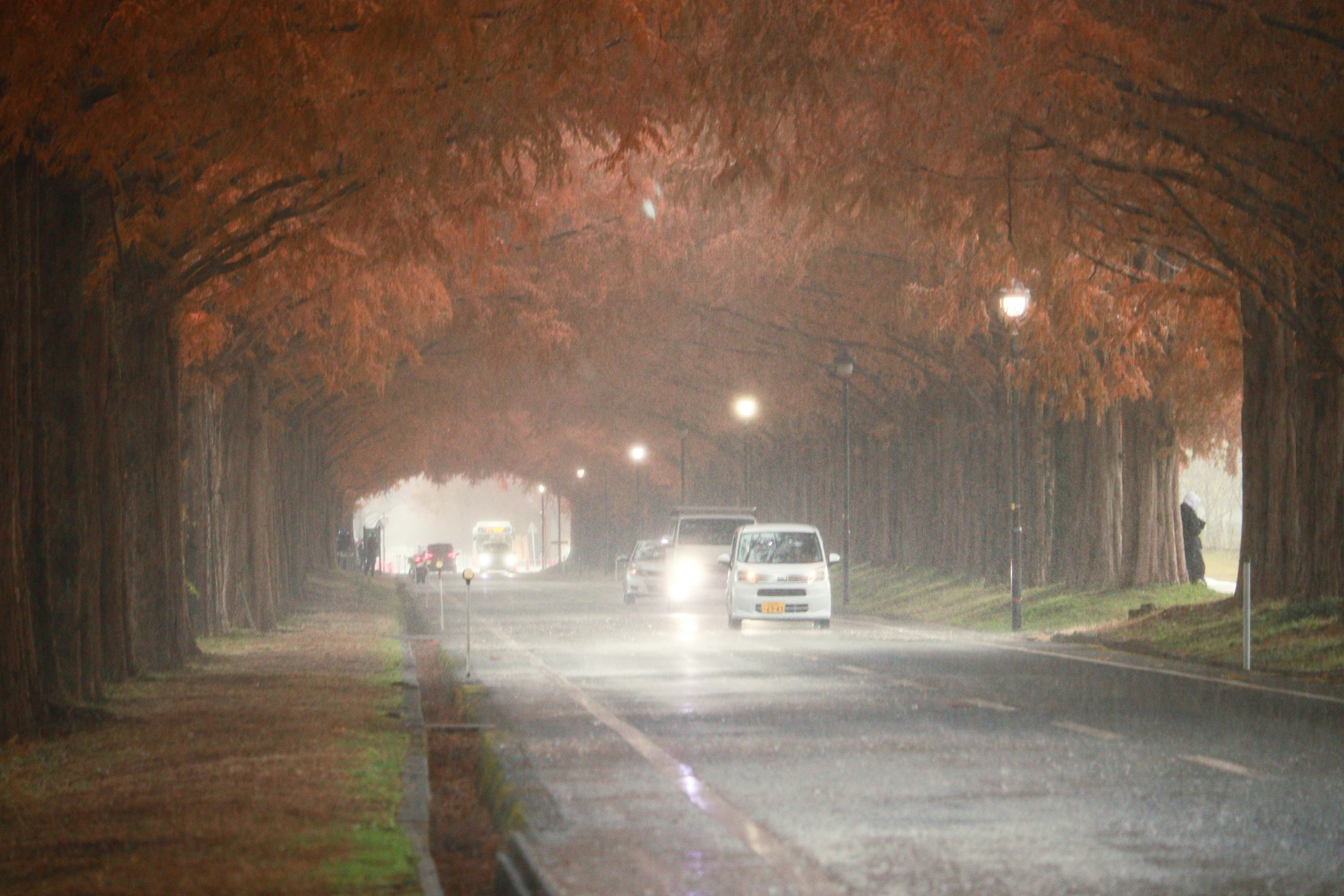 Metasequoia Namiki