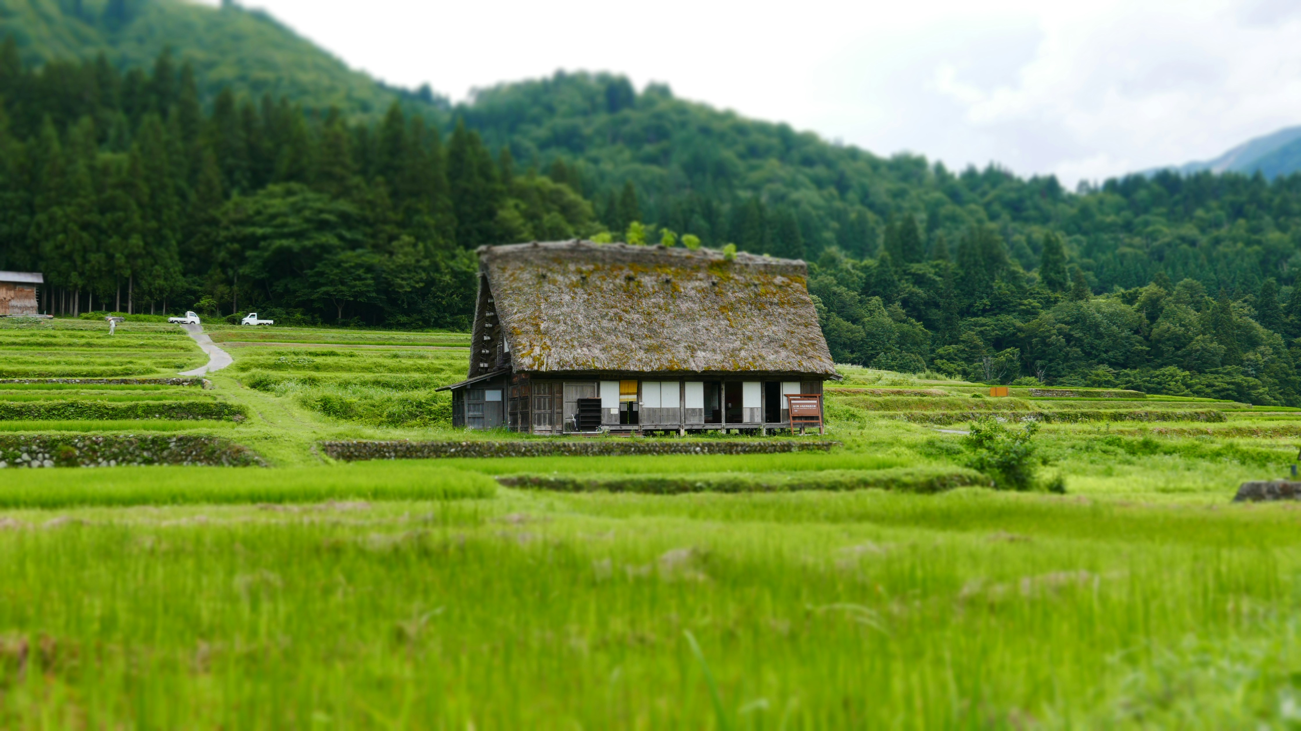 Miyako