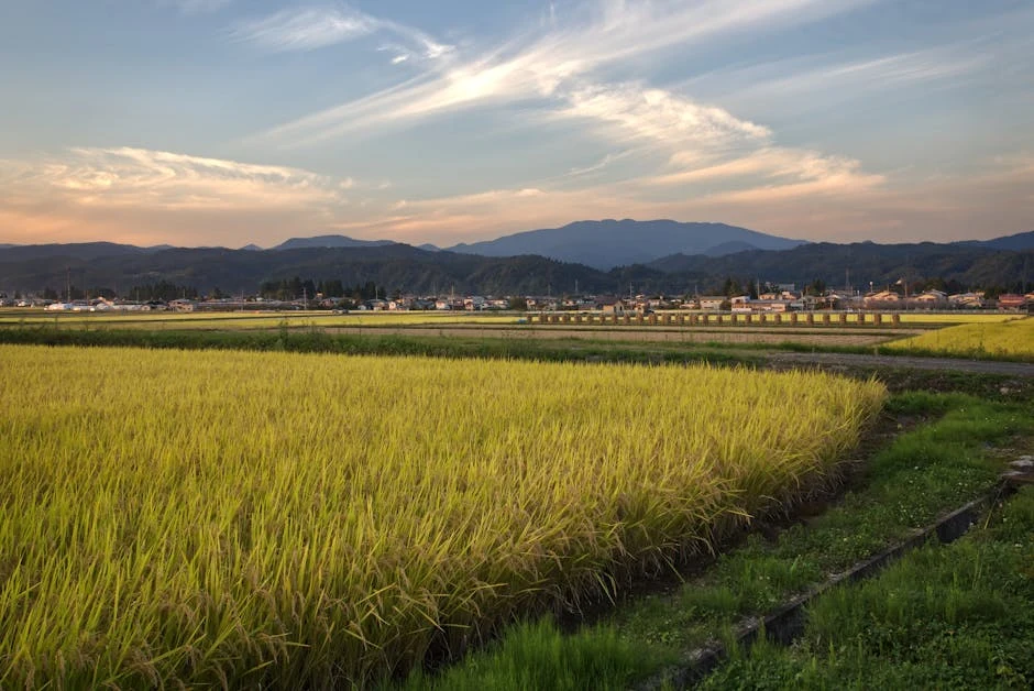Aomori